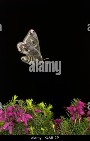 Emperor Moth, Saturnia pavonia, female in flight over heather, flying, high speed photographic technique, mid flight, side, wings open, night, eye spo Stock Photo