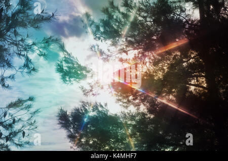 Sun rays lens flare light spectrum through pine trees. Abstract spring nature colorful motion blur. Stock Photo