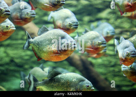 flock of piranhas swim nature wildlife Stock Photo