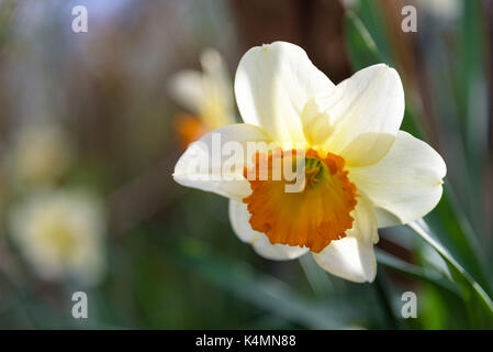 Yellow white narcissus growing in the garden. Narcissus poeticus Stock Photo