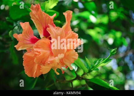 Orange double peach Hibiscus Stock Photo