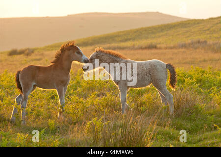 Welsh foals on the Mynydd Epynt moorland, Powys, Wales, United Kingdom, Europe Stock Photo