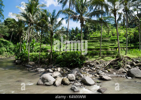 terraced ricefields in front of the river with palmtrees, Sayan Terraces, Ubud, Bali, Indonesia Stock Photo