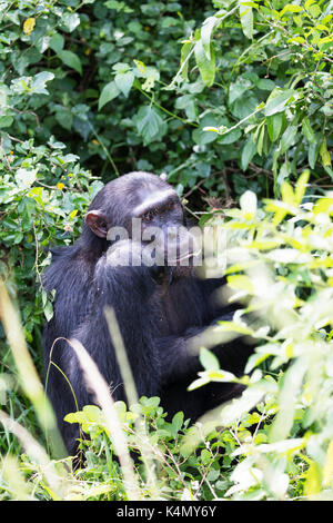 Common Chimpanzee (Pan troglodytes), Kyambura Gorge, Queen Elizabeth National Park, Uganda, Africa Stock Photo