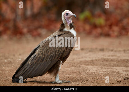 Hooded vulture (Necrosyrtes monachus), Kruger National Park, South Africa, Africa Stock Photo