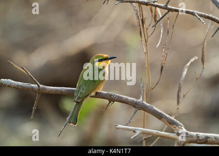 LITTLE BEE-EATER (MEROPS PUSILLUS) PERCHED ON BRANCH NEAR KAPAMBA BUSH CAMP, SOUTH LUANGWA NATIONAL PARK, ZAMBIA Stock Photo