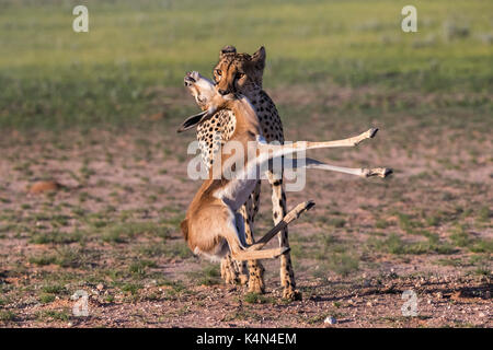 Cheetah (Acinonyx jubatus) with springbok calf kill, Kgalagadi Transfrontier Park, Northern Cape, South Africa, Africa Stock Photo