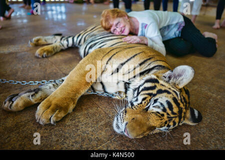 A Lady is laying on top of a Tiger at the   Tigers Buddhist Temple in Kanchanaburi, Northern Thailand Stock Photo