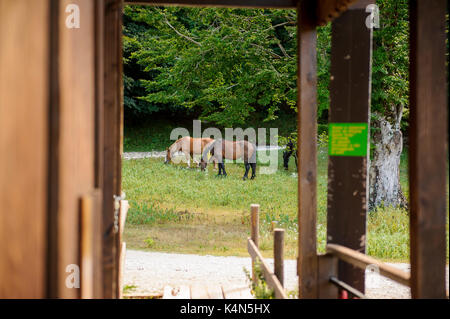 Horses running freely in pasture, Abruzzo (Italy) Stock Photo