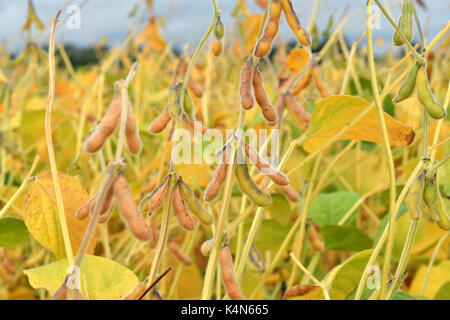 Close up of ripe soybean plants growing in a field Stock Photo