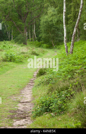 A path enters woodland on the edge of Dersingham Bog, part of the varied heathland landscape to be found near Kings Lynn in Norfolk, England. Stock Photo