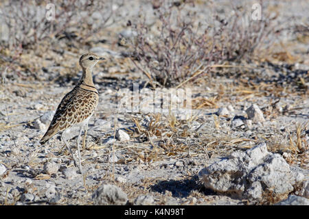 A Double-banded Courser tries to blend in amongst the dry scrub of the Etosha National Park, Namibia Stock Photo