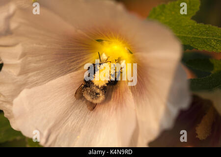 A buff-tailed bumblebee coated in pollen inside the flowerhead of a hollyhock plant in an English garden on a warm summer evening. Stock Photo