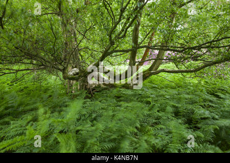 An old silver birch tree (Betula pendula) with spreading moss-covered branches growing among bracken and rhododendron's, Wolferton, Norfolk, England. Stock Photo