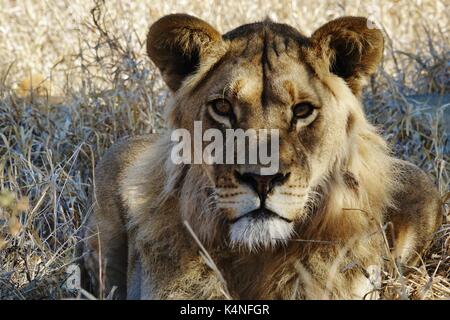 Lioness head Stock Photo