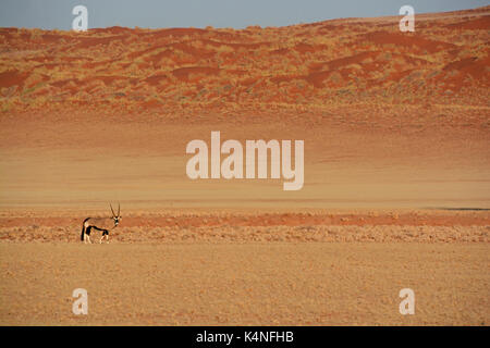 A lone Oryx in the red sand dunes of the Sossusvlei area of the Namib-Naukluft National Park in Namibia Stock Photo
