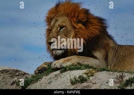 Lion head with flies Stock Photo