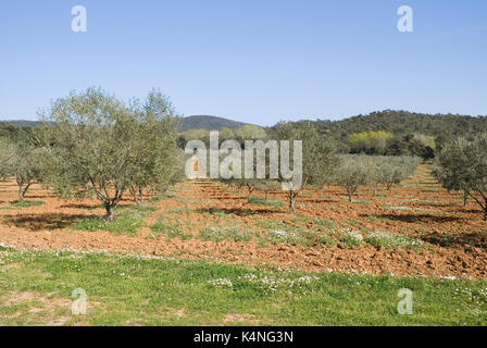 Typical culture of Olive trees in the Southern France Stock Photo
