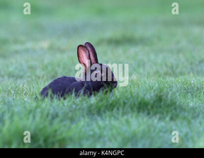 Wild Black rabbit, Oryctolagus cuniculus, sat in long grass in field in Lancashire, UK Stock Photo
