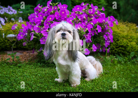 Shih tzu dog in garden with violet flowers and green grass Stock Photo