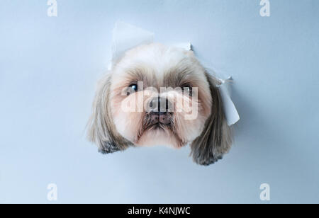 Cute shih tzu dog looking through hole in white paper Stock Photo