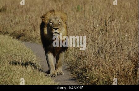 Male lion walking Stock Photo