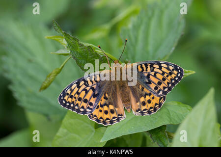 Großer Perlmuttfalter, Großer Perlmutterfalter, Großer Perlmutt-Falter, Argynnis aglaja, Speyeria aglaja, Mesoacidalia aglaja, Dark Green Fritillary,  Stock Photo