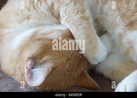 Ginger cat sleeps snug with a paw covering his eyes. Close-up. Stock Photo