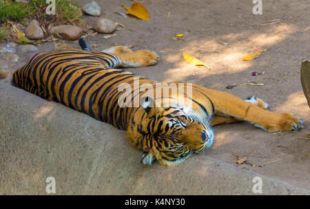 Tiger sleeps Stock Photo