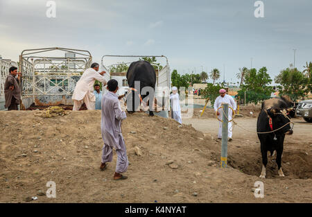 Fujairah, UAE, April 1, 2016: local people bring bulls for traditional bull fighting in Fujairah, UAE Stock Photo