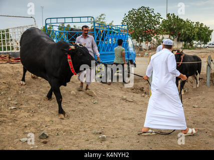 Fujairah, UAE, April 1, 2016: local people bring bulls for traditional bull fighting in Fujairah, UAE Stock Photo