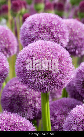 Allium 'Pinball Wizard' flowers. Stock Photo