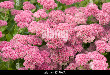 Hylotelephium 'Herbstfreude'. Sedum 'Herbstfreude' flowers. Stock Photo