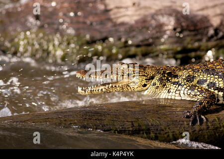 Wild Nile Crocodile sitting on a log in waves in the Chobe National Park, Botswana Stock Photo