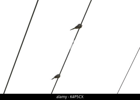 Two doves sitting on a powerline against a white sky Stock Photo