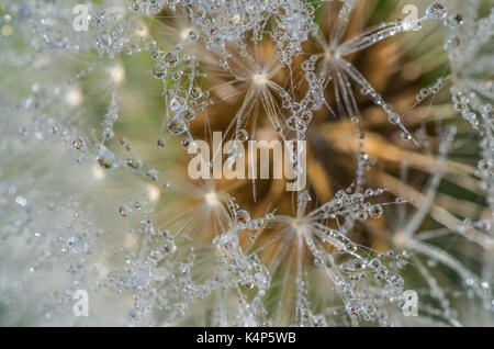 Dewdrop on a dandelion seed Stock Photo