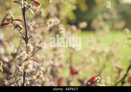 Spring flowers, flowers first for backgrounds Stock Photo