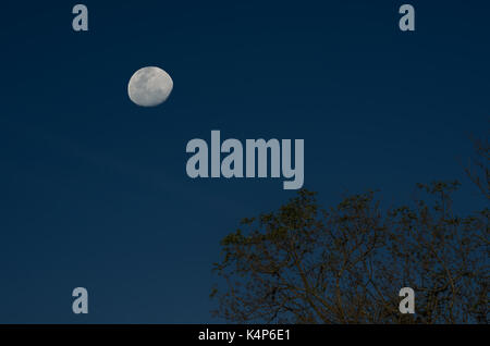 Beautiful full moon with tree, composition. Stock Photo