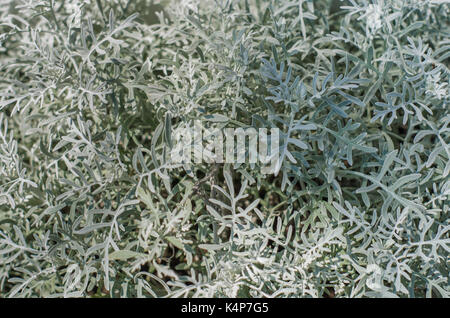 Green leaf texture for backgrounds Stock Photo