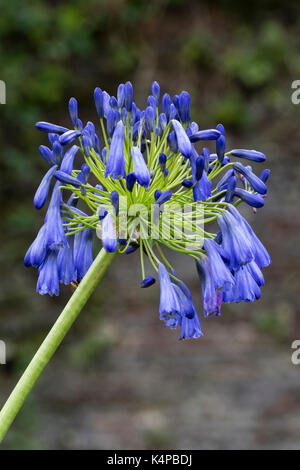 Late summer flower head of a good blue form of the pendulous perennial, Agapanthus inapertus Stock Photo