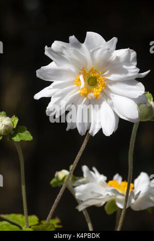 Double white flower of the late summer flowering Japanese anemone, Anemone x hybrida 'Whirlwind' Stock Photo