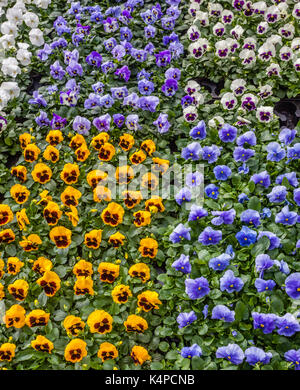 Netherlands, South Holland, Rotterdam, display of garden pansies at the Rotterdam market Stock Photo