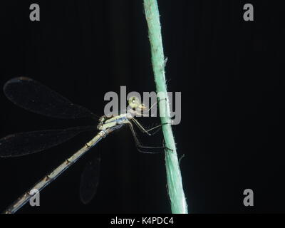 Dragonfly sitting on a rope. Flying predatory insect. Macro. Stock Photo
