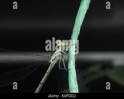 Dragonfly sitting on a rope. Flying predatory insect. Macro. Stock Photo