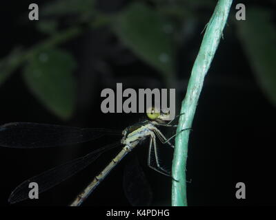 Dragonfly sitting on a rope. Flying predatory insect. Macro. Stock Photo