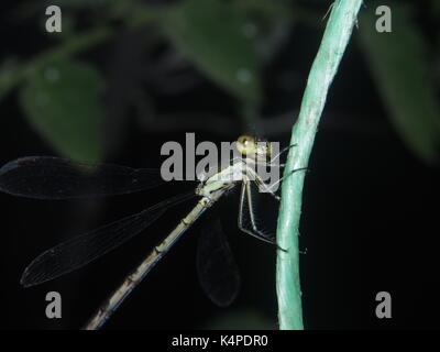 Dragonfly sitting on a rope. Flying predatory insect. Macro. Stock Photo