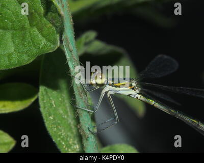 Dragonfly sitting on a rope. Flying predatory insect. Macro. Stock Photo