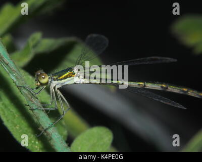 Dragonfly sitting on a rope. Flying predatory insect. Macro. Stock Photo