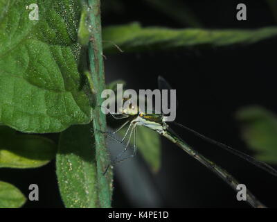 Dragonfly sitting on a rope. Flying predatory insect. Macro. Stock Photo