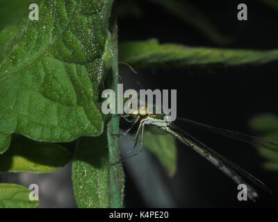Dragonfly sitting on a rope. Flying predatory insect. Macro. Stock Photo